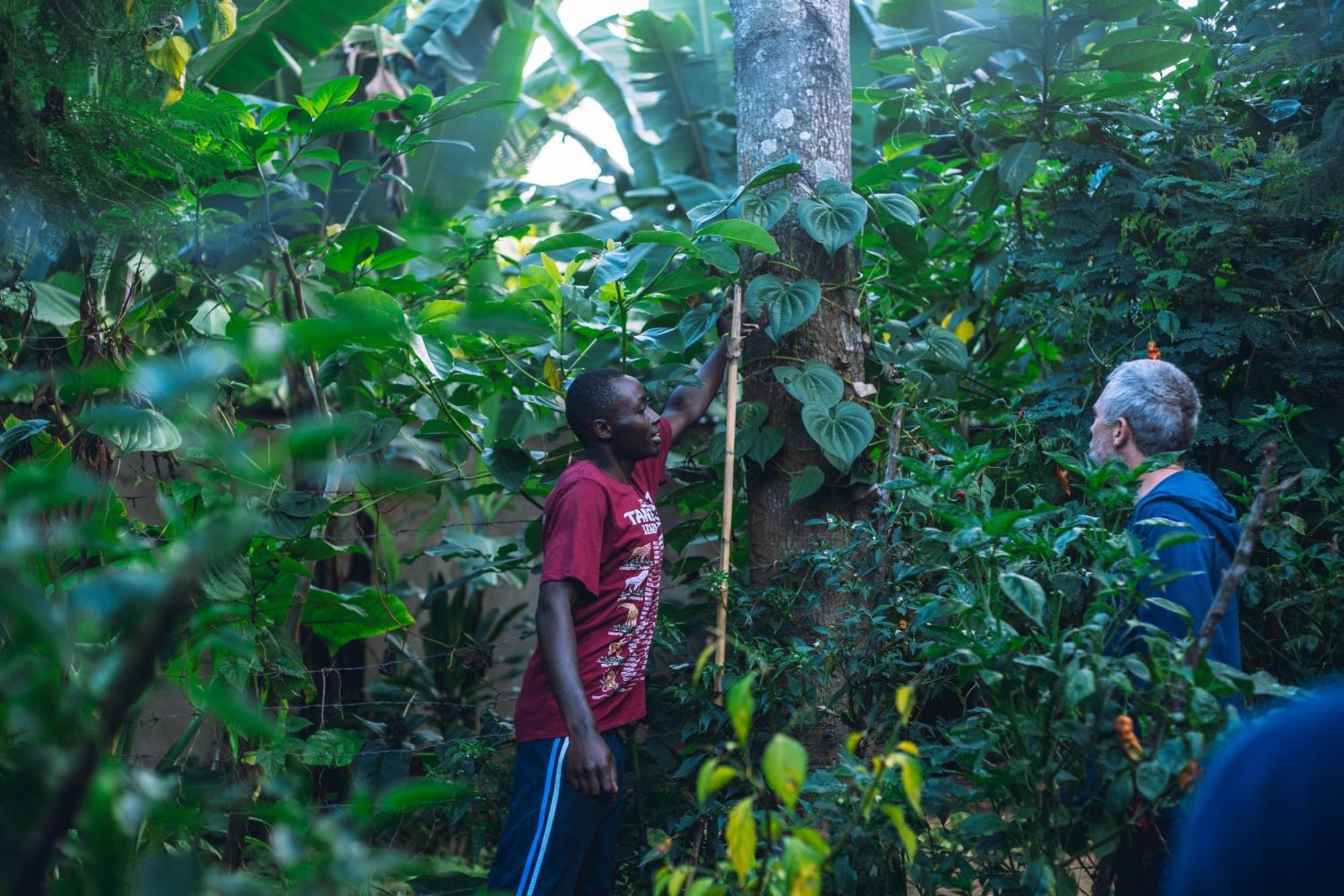 Albergue Banana Farm Eco *