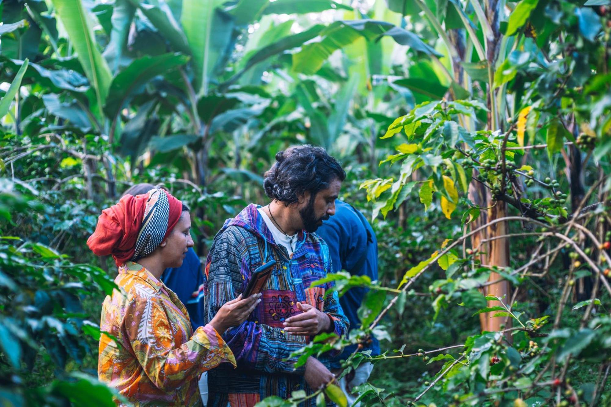 Banana Farm Eco Albergue Arusha